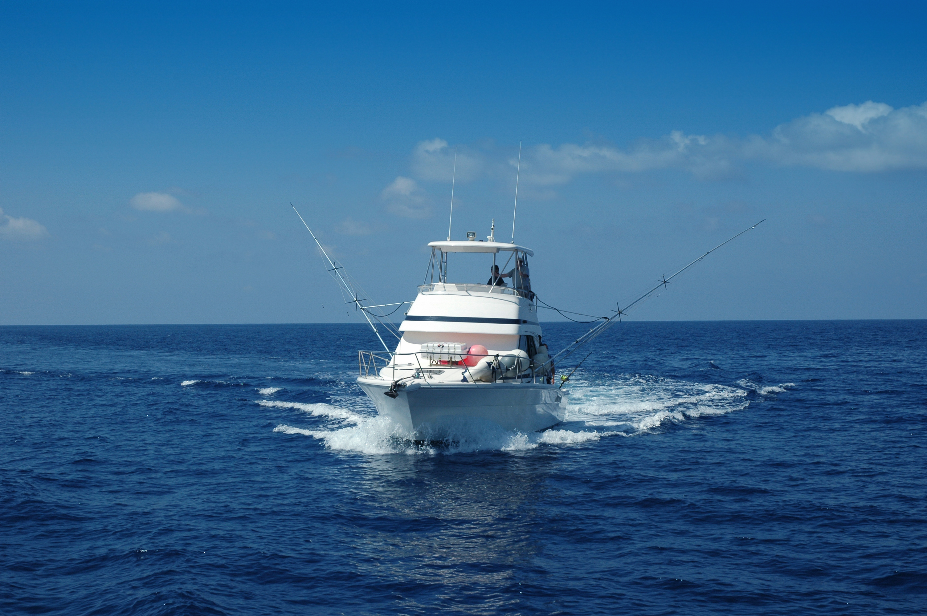 Things To Do The White Marlin Tournament in Ocean City: An Exciting Fish-Tracking Tradition